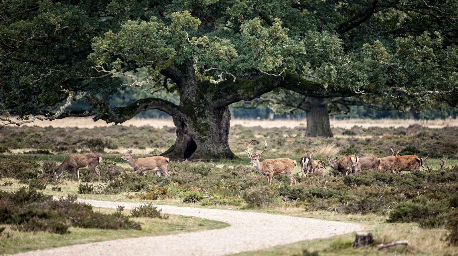 Richmond, Kew e Hampton Court